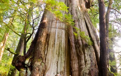 There are Giants among us – Avatar Grove in Port Renfrew BC
